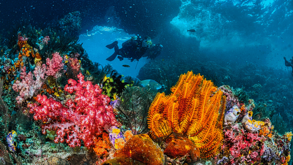 buceo
